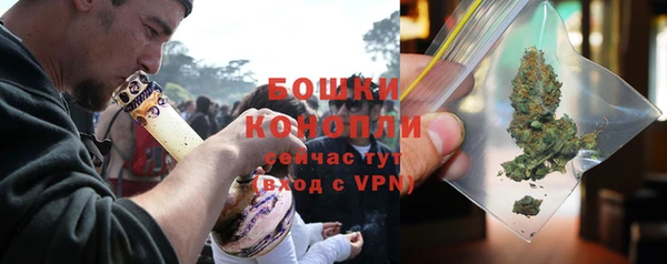 индика Ельня